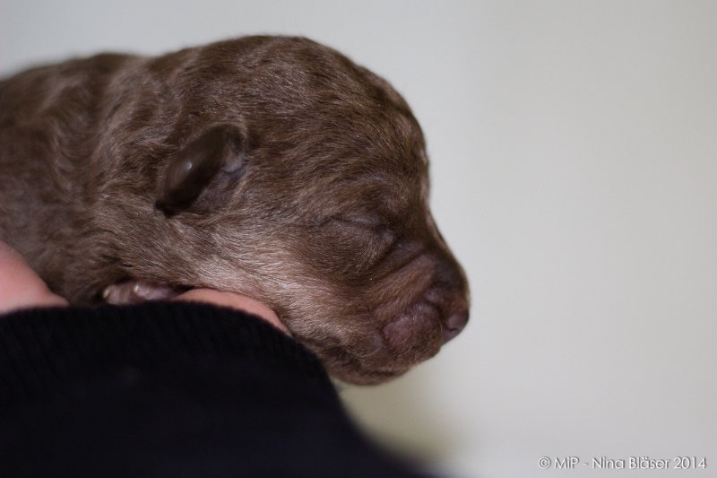 2014-02-09 Welpen Svet & Ruby-1584.jpg - Day 7